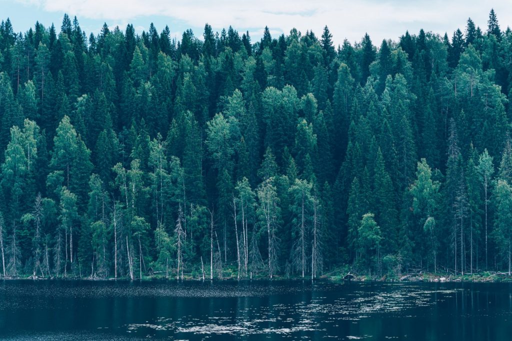 Majestic forest and picturesque river northern scenic environment Karelia