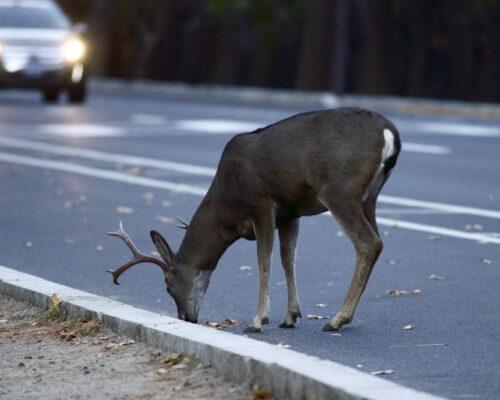 Don’t Be A Deer In The Headlights: How Roadside Assistance Can Help